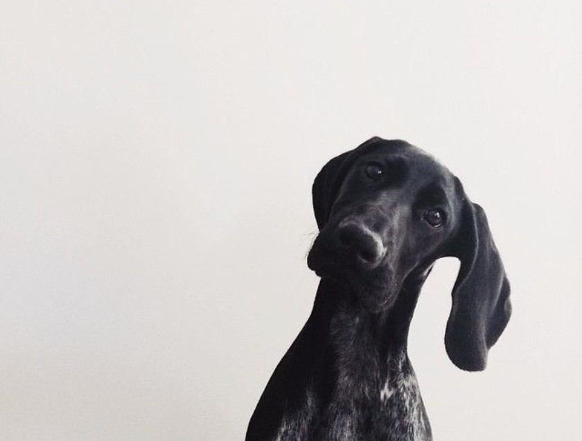 Dogs