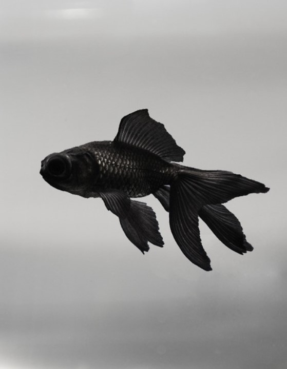 Fishes