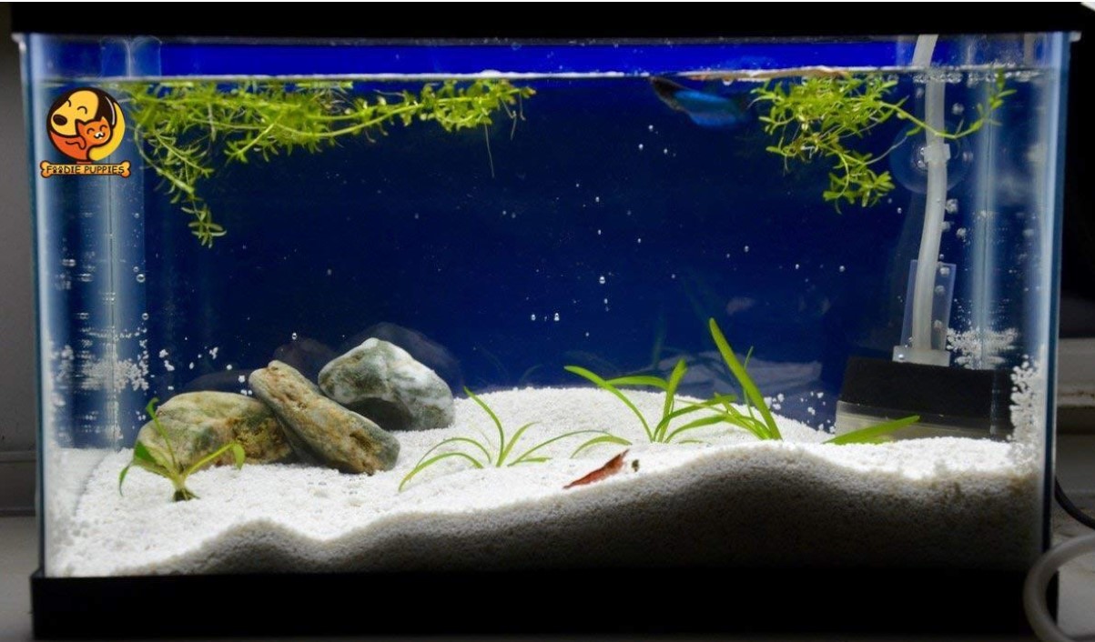 Fish Tank